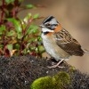 Strnadec ranni - Zonotrichia capensis - Rufous-collared Sparrow o1496